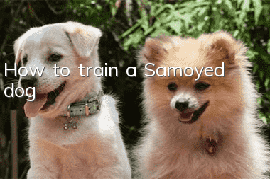 How to train a Samoyed dog
