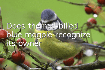 Does the red-billed blue magpie recognize its owner?