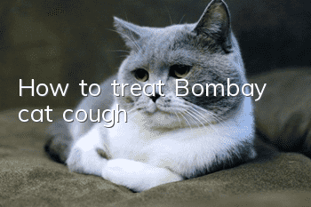 How to treat Bombay cat cough