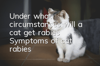 Under what circumstances will a cat get rabies? Symptoms of cat rabies!