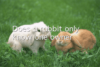 Does a rabbit only know one owner?