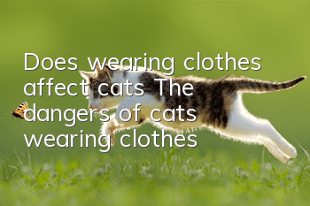 Does wearing clothes affect cats? The dangers of cats wearing clothes
