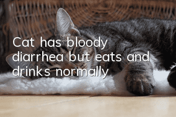 Cat has bloody diarrhea but eats and drinks normally