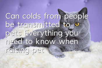 Can colds from people be transmitted to pets? Everything you need to know when raising pets!