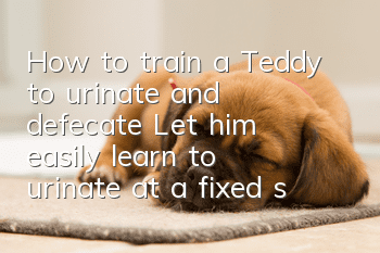 How to train a Teddy to urinate and defecate? Let him easily learn to urinate at a fixed spot!