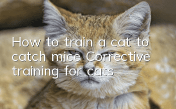 How to train a cat to catch mice? Corrective training for cats!