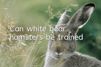 Can white bear hamsters be trained?