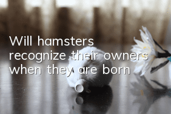 Will hamsters recognize their owners when they are born?