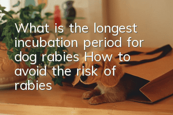 What is the longest incubation period for dog rabies? How to avoid the risk of rabies?