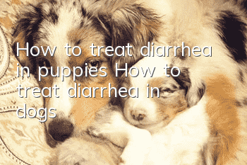 How to treat diarrhea in puppies? How to treat diarrhea in dogs!