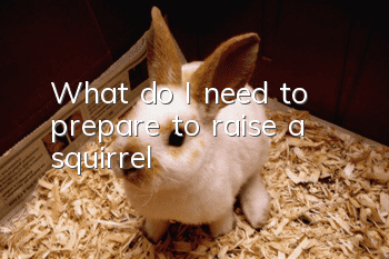What do I need to prepare to raise a squirrel?