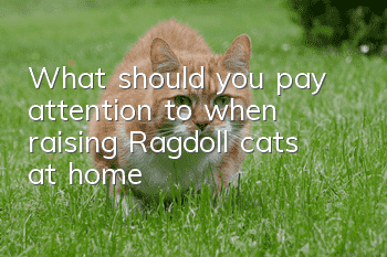 What should you pay attention to when raising Ragdoll cats at home?