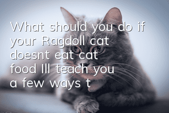 What should you do if your Ragdoll cat doesn’t eat cat food? I’ll teach you a few ways to do it easily!