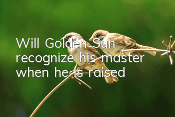 Will Golden Sun recognize his master when he is raised?