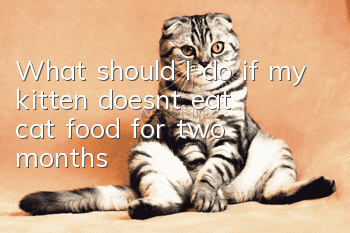What should I do if my kitten doesn’t eat cat food for two months?