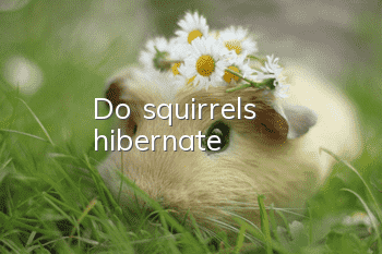 Do squirrels hibernate?