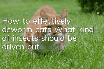How to effectively deworm cats? What kind of insects should be driven out?