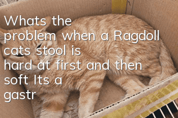 What's the problem when a Ragdoll cat's stool is hard at first and then soft? It's a gastrointestinal problem for Ragdoll cats!