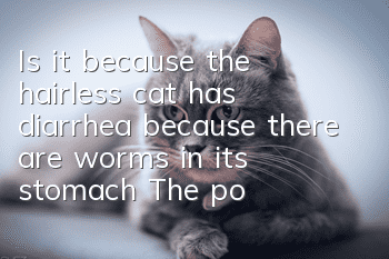 Is it because the hairless cat has diarrhea because there are worms in its stomach? The poop scraper comes in to take a look!