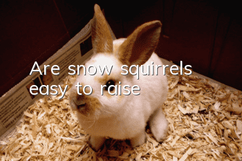 Are snow squirrels easy to raise?