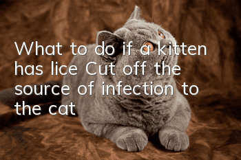 What to do if a kitten has lice? Cut off the source of infection to the cat
