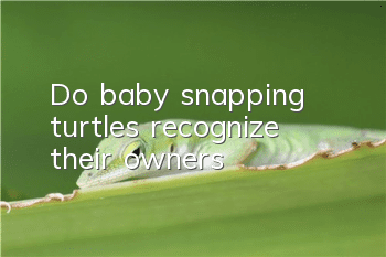 Do baby snapping turtles recognize their owners?