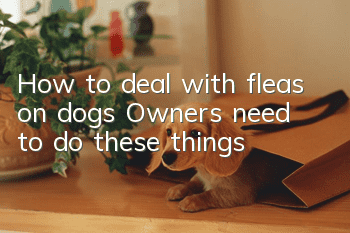 How to deal with fleas on dogs? Owners need to do these things!