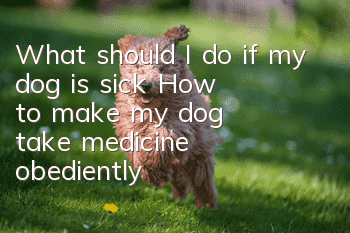 What should I do if my dog is sick? How to make my dog take medicine obediently!