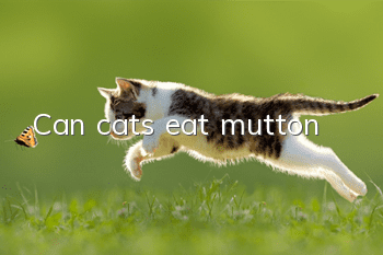 Can cats eat mutton?