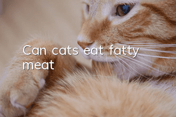 Can cats eat fatty meat?