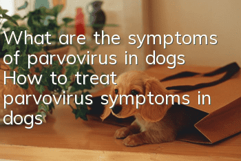 What are the symptoms of parvovirus in dogs? How to treat parvovirus symptoms in dogs!