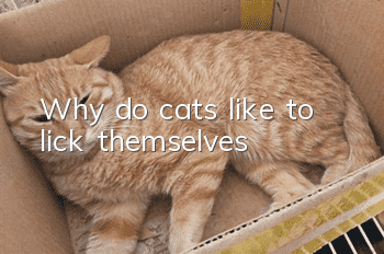 Why do cats like to lick themselves?