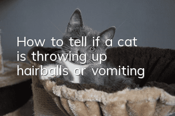 How to tell if a cat is throwing up hairballs or vomiting