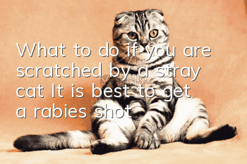 What to do if you are scratched by a stray cat? It is best to get a rabies shot