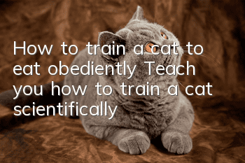 How to train a cat to eat obediently? Teach you how to train a cat scientifically!