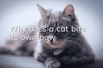 Why does a cat bite its own paw?