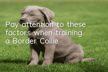 Pay attention to these factors when training a Border Collie!