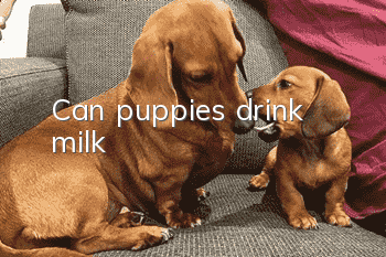 Can puppies drink milk?