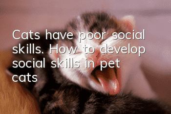 Cats have poor social skills. How to develop social skills in pet cats?