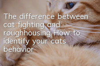 The difference between cat fighting and roughhousing: How to identify your cat’s behavior?