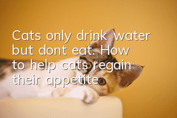 Cats only drink water but don’t eat. How to help cats regain their appetite?