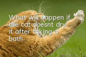 What will happen if the cat doesn’t dry it after taking a bath?
