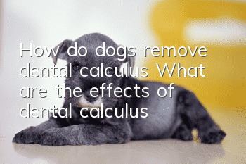 How do dogs remove dental calculus? What are the effects of “dental calculus”?