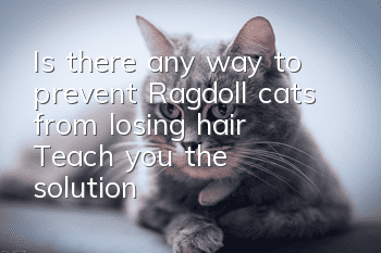 Is there any way to prevent Ragdoll cats from losing hair? Teach you the solution!