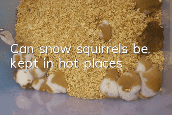 Can snow squirrels be kept in hot places?