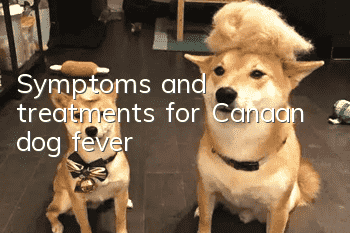 Symptoms and treatments for Canaan dog fever