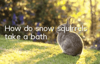 How do snow squirrels take a bath?