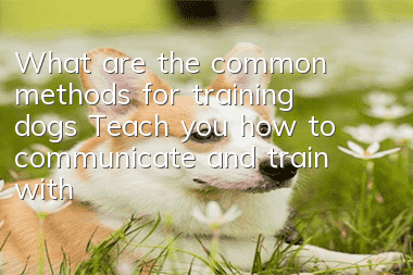 What are the common methods for training dogs? Teach you how to communicate and train with your dog!