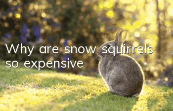 Why are snow squirrels so expensive?