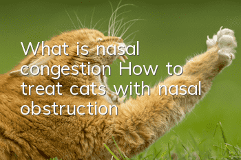 What is nasal congestion? How to treat cats with nasal obstruction?